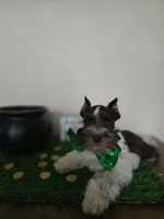 Bobby, a male Miniature Schnauzer for sale in Wichita, KS – Photo 3 of 8