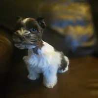 Bobby, a male Miniature Schnauzer for sale in Wichita, KS – Photo 6 of 8