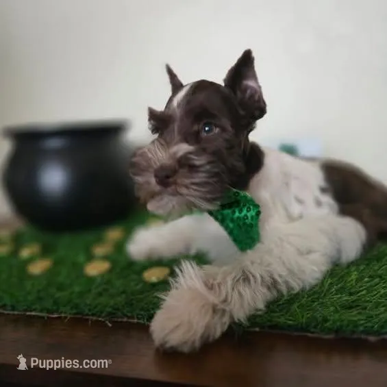 Bobby – Miniature Schnauzer puppy for sale in Wichita, KS