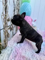 VeggieStraw , a female French Bulldog for sale in Chicago, IL – Photo 3 of 4