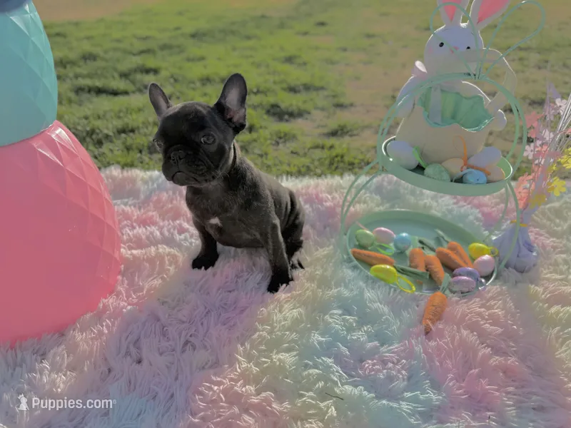 VeggieStraw  – French Bulldog puppy for sale in Chicago, IL