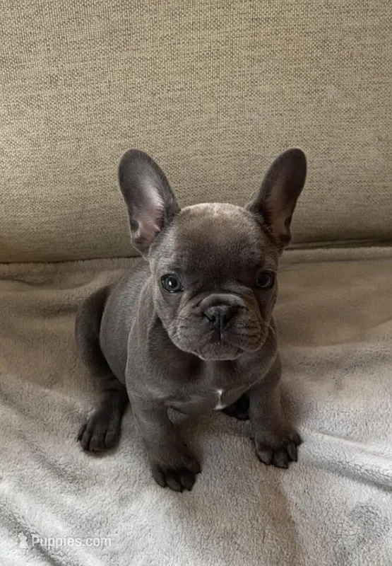 Clark – French Bulldog puppy for sale in Chicago, IL