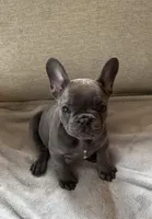 Clark, a male French Bulldog for sale in Chicago, IL – Photo 2 of 6