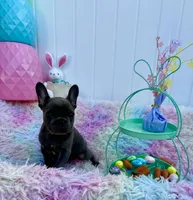 Clark, a male French Bulldog for sale in Chicago, IL – Photo 1 of 6