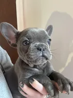 Clark, a male French Bulldog for sale in Chicago, IL – Photo 5 of 6