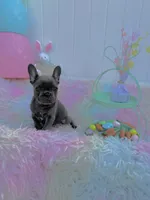 Clark, a male French Bulldog for sale in Chicago, IL – Photo 2 of 6