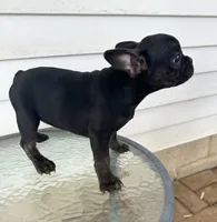 Babygirl , a female French Bulldog for sale in Chicago, IL – Photo 2 of 5