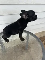 Babygirl , a female French Bulldog for sale in Chicago, IL – Photo 5 of 5