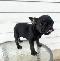 Babygirl , a female French Bulldog for sale in Chicago, IL – Photo 3 of 5