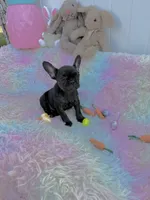 Babygirl , a female French Bulldog for sale in Chicago, IL – Photo 4 of 5