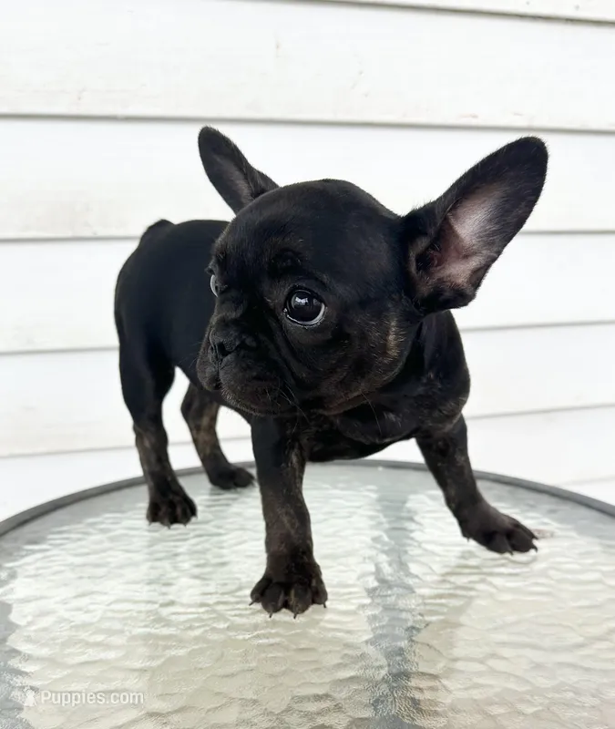 Babygirl  – French Bulldog puppy for sale in Chicago, IL