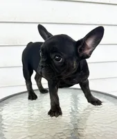 Babygirl , a female French Bulldog for sale in Chicago, IL – Photo 1 of 5