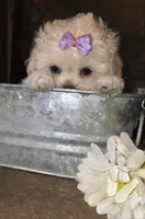 Bonnie , a female Pekingese and Poodle - Toy  for sale in King, NC – 3 of 8