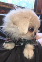 Petey, a male Maltese and Pekingese for sale in King, NC – 4 of 8