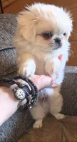 Petey, a male Maltese and Pekingese for sale in King, NC – 5 of 8