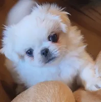 Petey, a male Maltese and Pekingese for sale in King, NC – 2 of 8