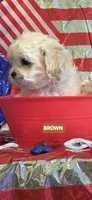 Barry-(Brown collar), a male Pekingese and Poodle - Toy  for sale in King, NC – 3 of 6