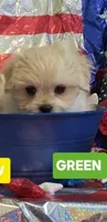 Bob-( GREEN COLLAR), a male Pekingese and Poodle - Toy  for sale in King, NC – 1 of 4