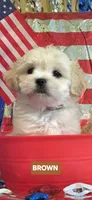 Barry-(Brown collar), a male Pekingese and Poodle - Toy  for sale in King, NC – 4 of 6