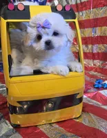 Bonnie , a female Pekingese and Poodle - Toy  for sale in King, NC – 5 of 8