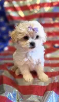 Bonnie , a female Pekingese and Poodle - Toy  for sale in King, NC – 4 of 8