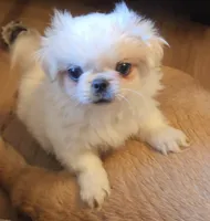 Petey, a male Maltese and Pekingese for sale in King, NC – 7 of 8