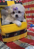 Bonnie , a female Pekingese and Poodle - Toy  for sale in King, NC – 6 of 8