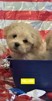 BARNEY-(YELLOW COLLAR), a male Pekingese and Poodle - Toy  for sale in King, NC – 2 of 4