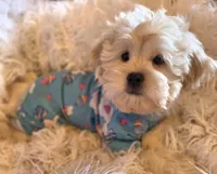 Green Collar-(Ralph), a male Peekapoo for sale in King, NC – Photo 2 of 9