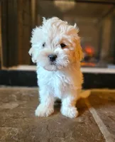Green Collar , a male Peekapoo for sale in King, NC – Photo 2 of 6