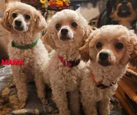 Green Collar , a male Peekapoo for sale in King, NC – Photo 6 of 6