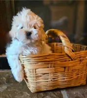 Green Collar , a male Peekapoo for sale in King, NC – Photo 3 of 6