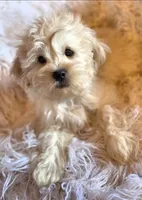 Green Collar-(Ralph), a male Peekapoo for sale in King, NC – Photo 4 of 9