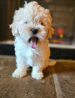 Green Collar , a male Peekapoo for sale in King, NC – Photo 4 of 6