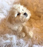 Green Collar-(Ralph), a male Peekapoo for sale in King, NC – Photo 3 of 9