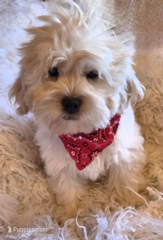 Green Collar-(Ralph) – Peekapoo puppy for sale in King, NC