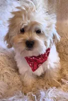 Green Collar-(Ralph), a male Peekapoo for sale in King, NC – Photo 1 of 9