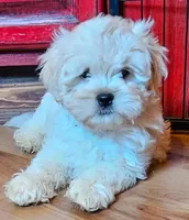 Green Collar , a male Peekapoo for sale in King, NC – Photo 1 of 6