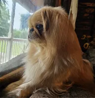 Bob-( GREEN COLLAR), a male Pekingese and Poodle - Toy  for sale in King, NC – 3 of 4