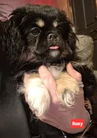 Roxy, a female Maltese and Pekingese for sale in King, NC – 3 of 7