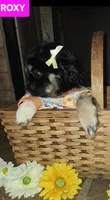 Roxy, a female Maltese and Pekingese for sale in King, NC – 5 of 7