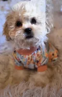 Blue Collar-(Jack), a male Peekapoo for sale in King, NC – Photo 7 of 10