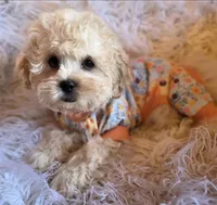 Blue Collar-(Jack), a male Peekapoo for sale in King, NC – Photo 5 of 10