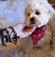 Blue Collar-(Jack), a male Peekapoo for sale in King, NC – Photo 3 of 10