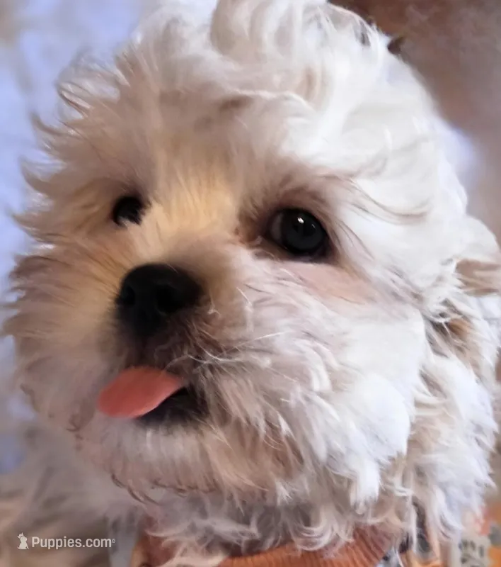 Blue Collar-(Jack), a male Peekapoo for sale in King, NC – Photo 1 of 10