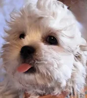 Blue Collar-(Jack), a male Peekapoo for sale in King, NC – Photo 1 of 10