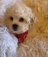 Blue Collar-(Jack), a male Peekapoo for sale in King, NC – Photo 8 of 10