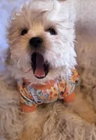 Blue Collar-(Jack), a male Peekapoo for sale in King, NC – Photo 4 of 10