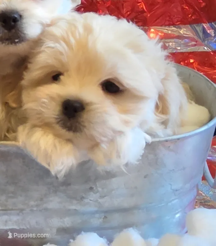 BARNEY-(YELLOW COLLAR) – Pekingese, Poodle - Toy  puppy for sale in King, NC