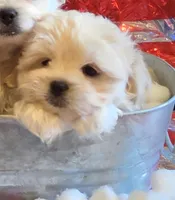 BARNEY-(YELLOW COLLAR), a male Pekingese and Poodle - Toy  for sale in King, NC – 1 of 4